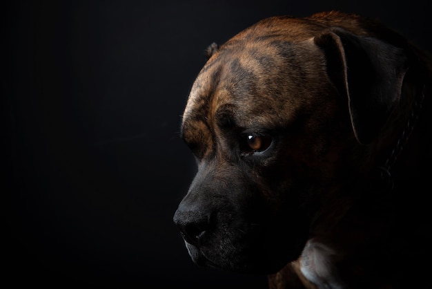 Nahaufnahme eines Hundes vor schwarzem Hintergrund