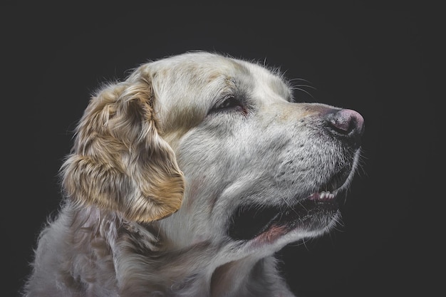 Nahaufnahme eines Hundes vor schwarzem Hintergrund