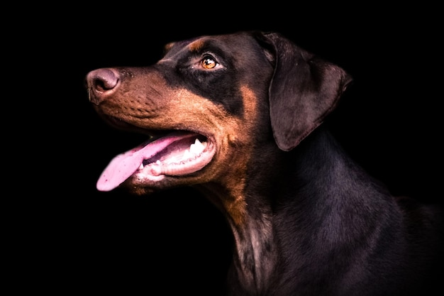 Nahaufnahme eines Hundes vor schwarzem Hintergrund