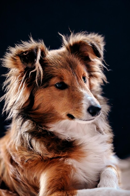 Nahaufnahme eines Hundes vor schwarzem Hintergrund