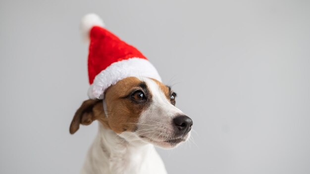 Foto nahaufnahme eines hundes vor weißem hintergrund