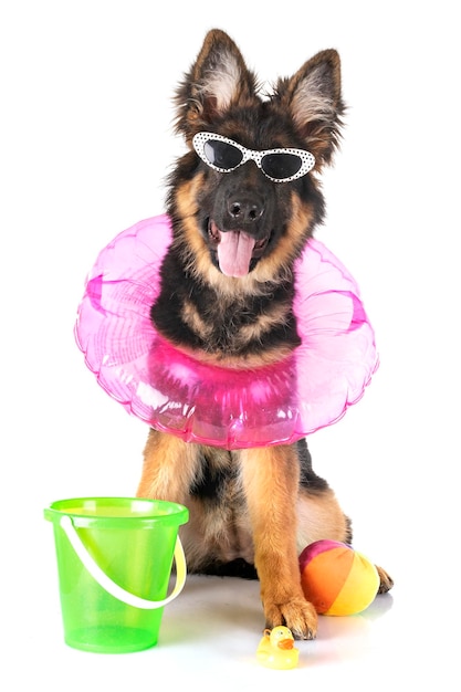 Nahaufnahme eines Hundes vor weißem Hintergrund