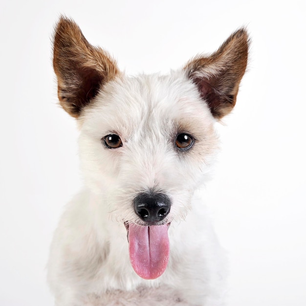 Nahaufnahme eines Hundes vor weißem Hintergrund