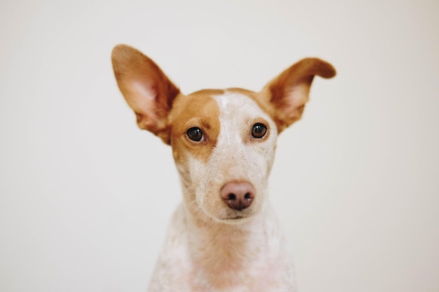Nahaufnahme eines Hundes vor weißem Hintergrund