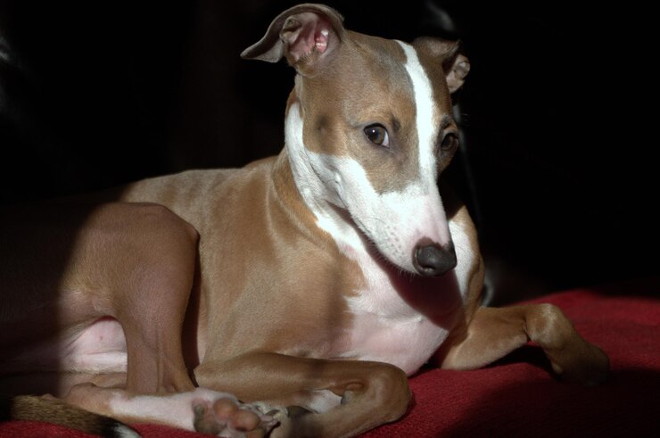 Foto nahaufnahme eines hundes zu hause