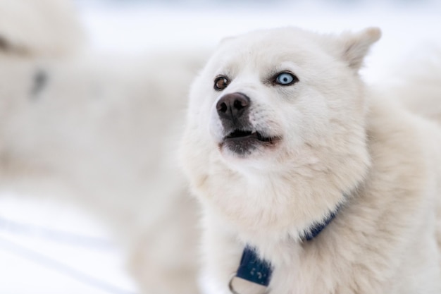 Nahaufnahme eines Hundes zu Hause