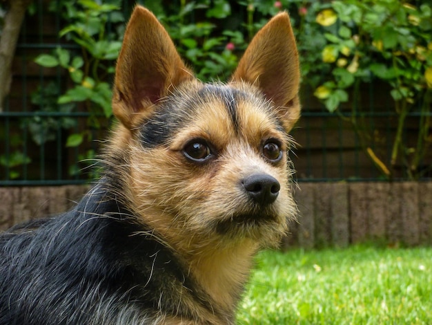 Foto nahaufnahme eines hundes