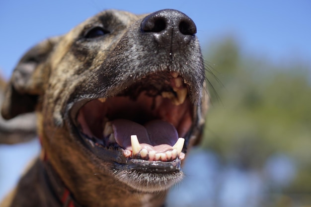 Foto nahaufnahme eines hundes