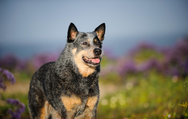 Foto nahaufnahme eines hundes