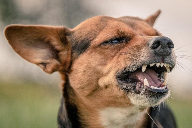 Foto nahaufnahme eines hundes