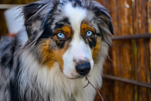 Foto nahaufnahme eines hundes