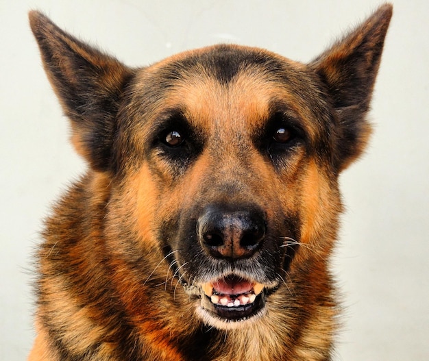 Nahaufnahme eines Hundes