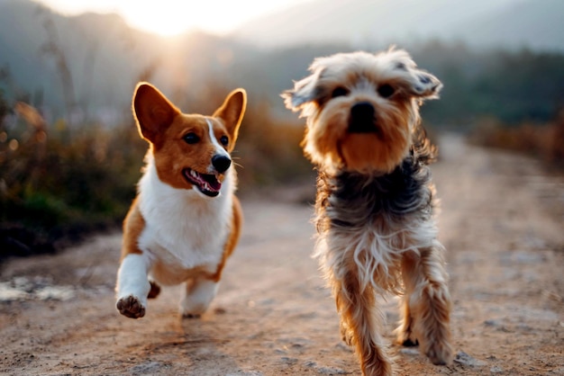 Nahaufnahme eines Hundes
