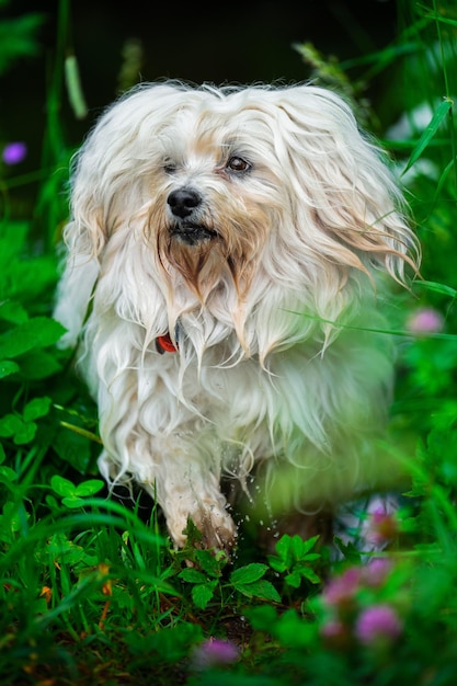 Foto nahaufnahme eines hundes