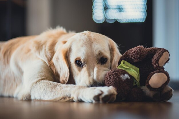 Foto nahaufnahme eines hundes