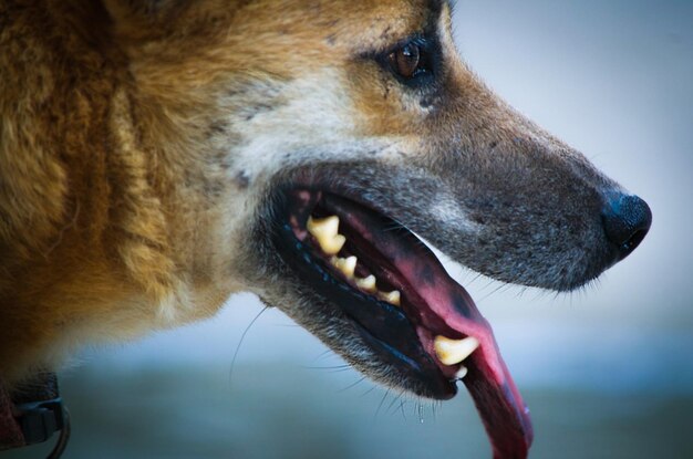 Foto nahaufnahme eines hundes