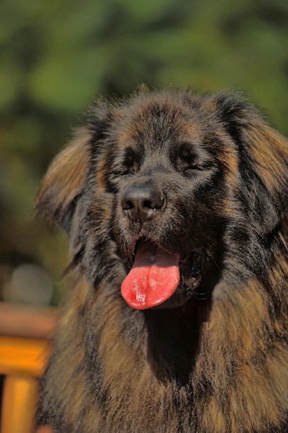 Foto nahaufnahme eines hundes