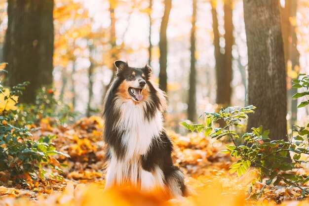 Nahaufnahme eines Hundes