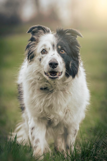 Foto nahaufnahme eines hundes