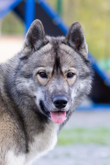 Foto nahaufnahme eines hundes