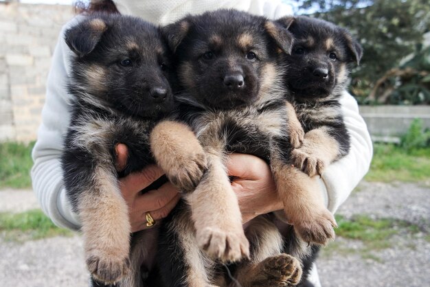 Foto nahaufnahme eines hundes