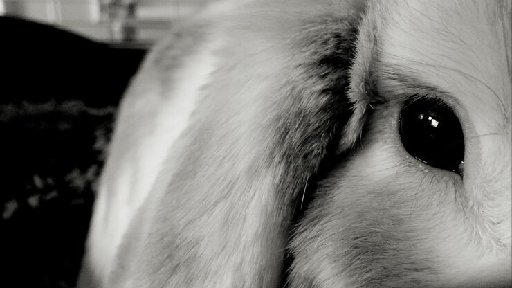 Foto nahaufnahme eines hundes