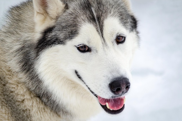 Foto nahaufnahme eines hundes