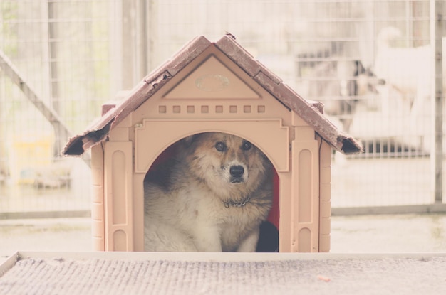 Nahaufnahme eines Hundes