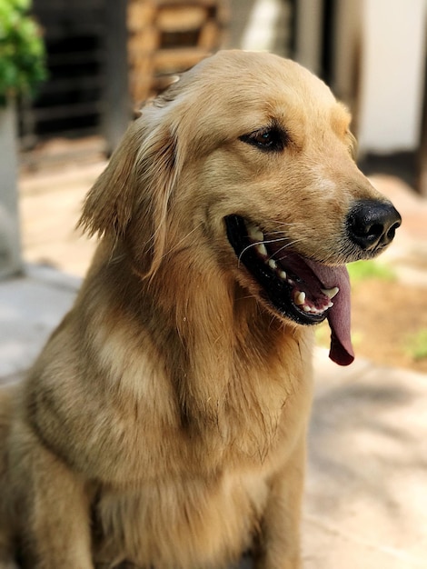 Foto nahaufnahme eines hundes