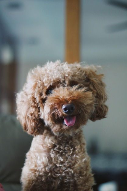 Nahaufnahme eines Hundes
