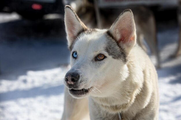 Foto nahaufnahme eines hundes