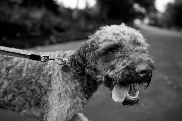 Foto nahaufnahme eines hundes