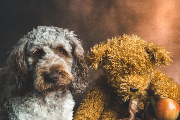 Foto nahaufnahme eines hundes