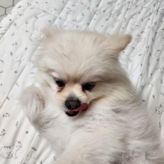 Nahaufnahme eines Hundes