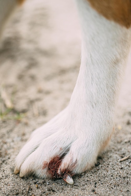 Foto nahaufnahme eines hundes