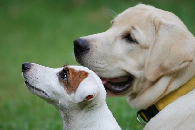 Foto nahaufnahme eines hundes