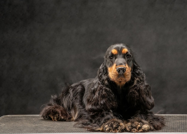 Foto nahaufnahme eines hundes