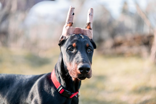 Foto nahaufnahme eines hundes