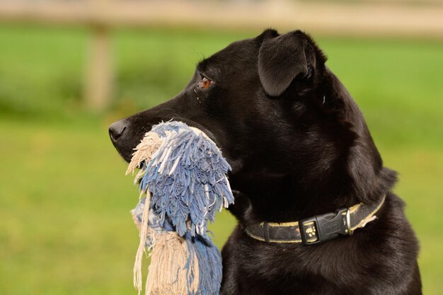 Foto nahaufnahme eines hundes