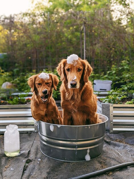 Foto nahaufnahme eines hundes