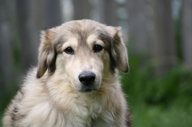Nahaufnahme eines Hundes