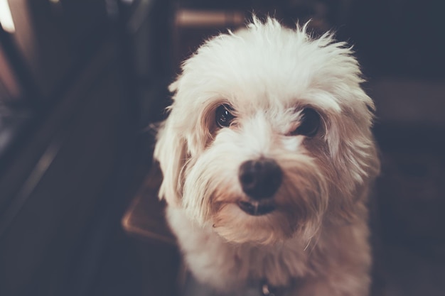 Nahaufnahme eines Hundes