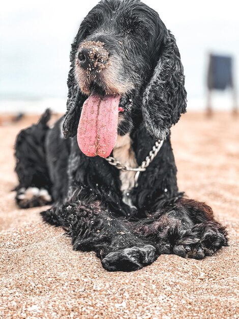 Foto nahaufnahme eines hundes