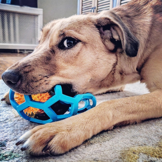 Foto nahaufnahme eines hundes