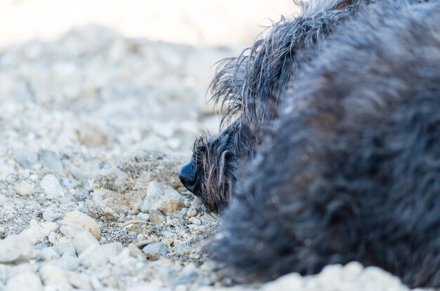 Foto nahaufnahme eines hundes