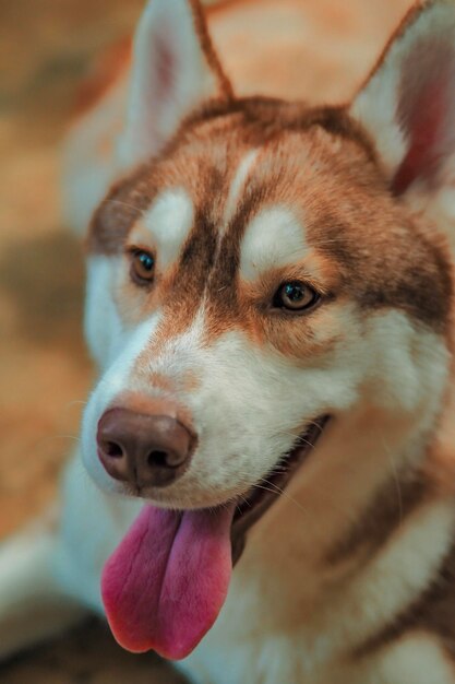 Foto nahaufnahme eines hundes