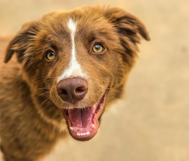 Foto nahaufnahme eines hundes