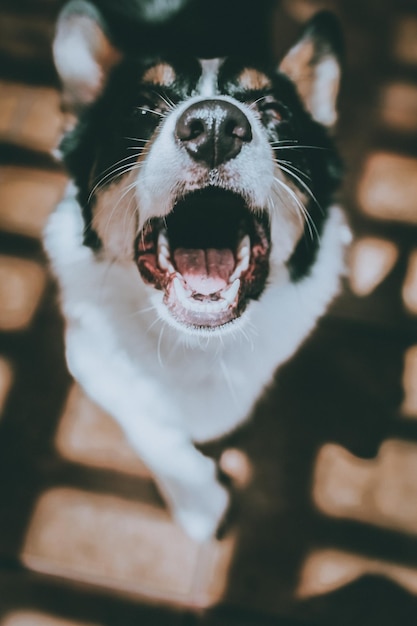 Nahaufnahme eines Hundes