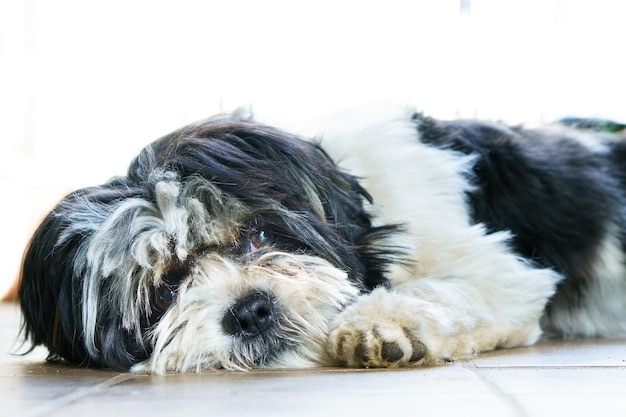 Nahaufnahme eines Hundes
