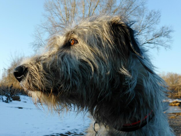 Foto nahaufnahme eines hundes